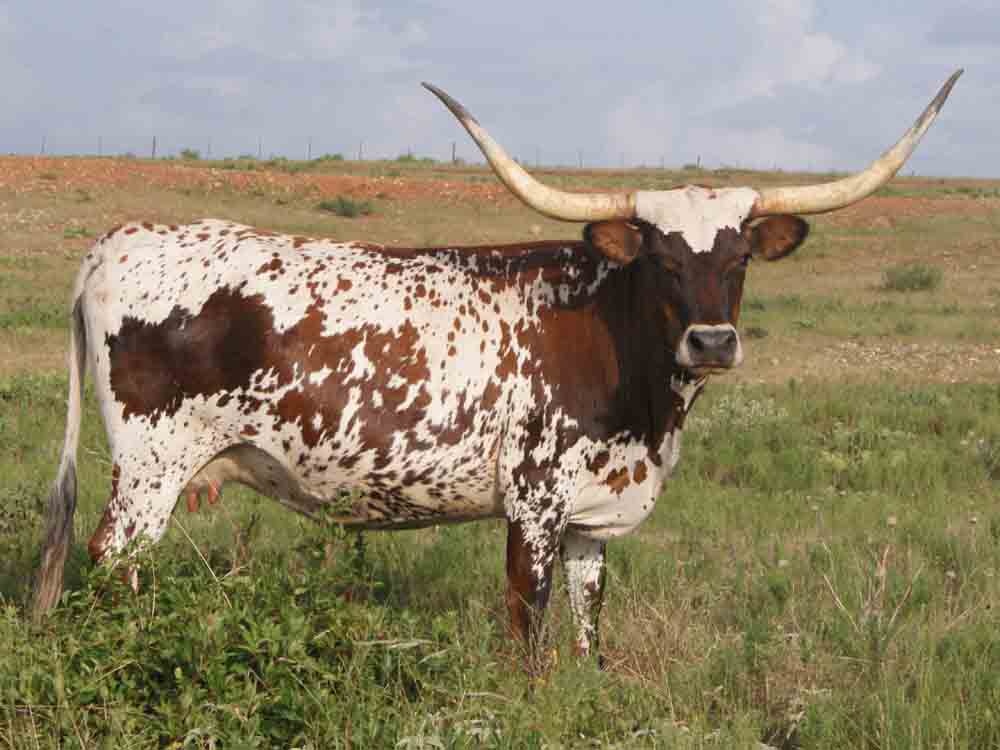 Rocking O Longhorns texas longhorn cattle for sale Austin, Texas